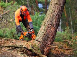 How Our Tree Care Process Works  in  Fort Washington, MD