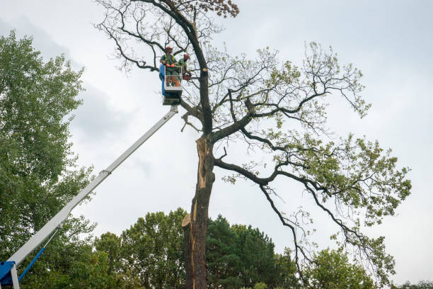 Reliable Fort Washington, MD  Tree Services Solutions